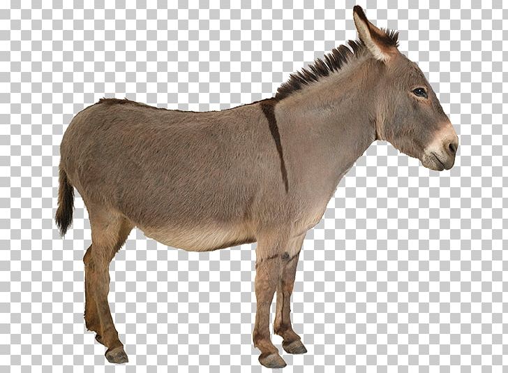 Mule Donkey Mare Mane Mustang PNG, Clipart, Animal, Animals, Donkey, Fauna, Horse Free PNG Download
