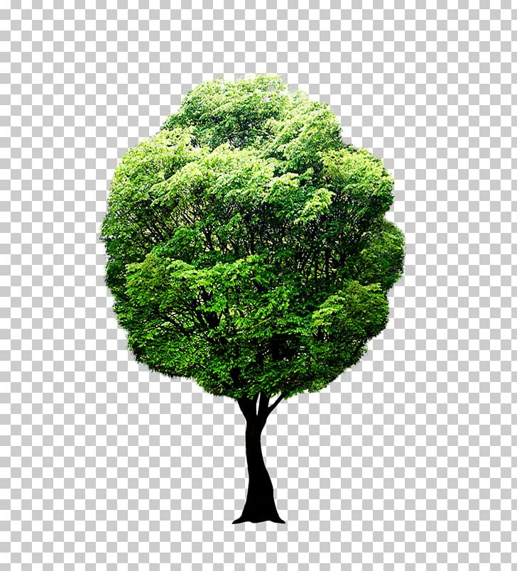 Fruit Tree Forest Photography PNG, Clipart, Evergreen, Forest, Fruit Tree, Grass, Photography Free PNG Download