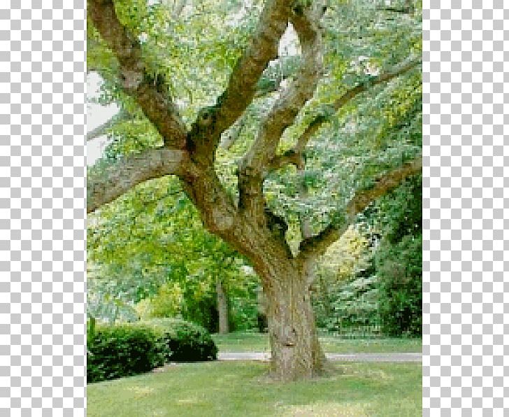 Quercus Suber Cork Evergreen Trunk Tree PNG, Clipart, Bark, Branch, Cork, Cyclobalanopsis, Evergreen Free PNG Download
