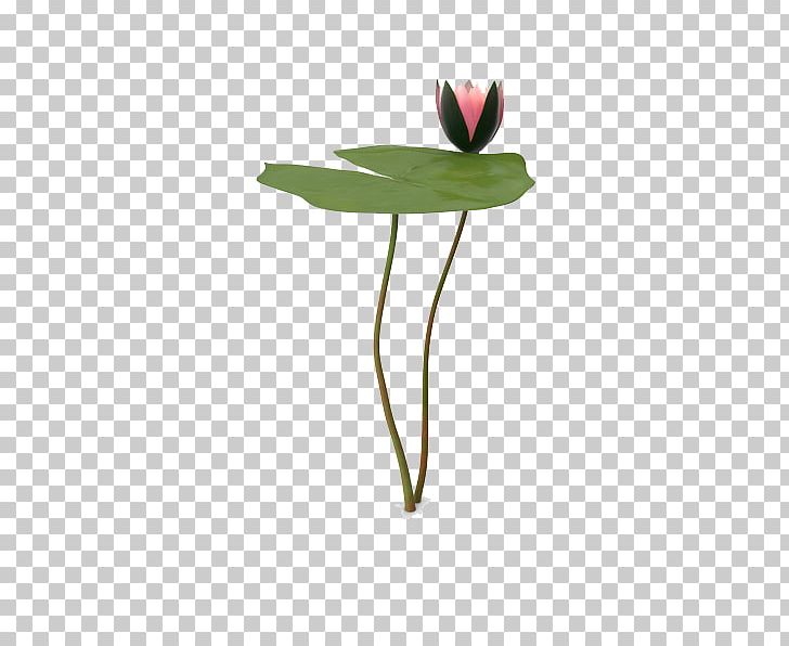 Water Lily Leaf PNG, Clipart, 3d Computer Graphics, Download, Flower, Green, Leaf Free PNG Download