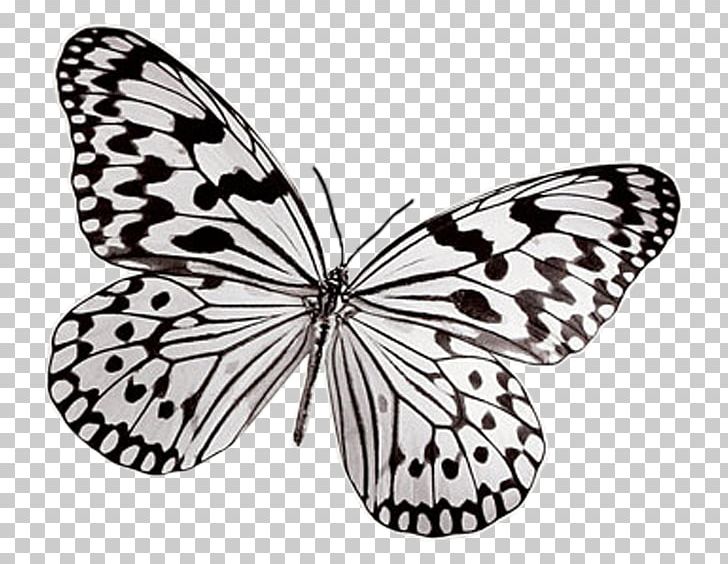 Monarch Butterfly Insect Pieridae PNG, Clipart, Animal, Animals, Arthropod, Beautiful, Black And White Free PNG Download