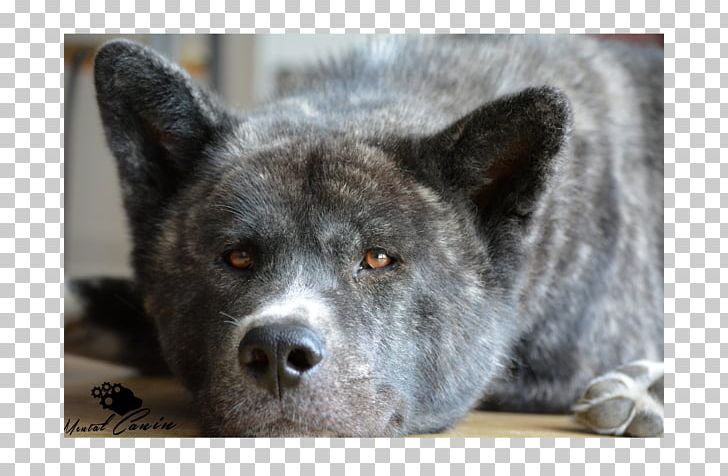 Saarloos Wolfdog Akita Kai Ken Norwegian Elkhound Shikoku PNG, Clipart, Akita, Akita Inu, Breed, Carnivoran, Dog Free PNG Download