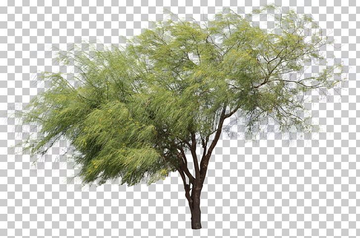 Tree Plant PNG, Clipart, Branch, Evergreen, Nature, Plant, Tree Free PNG Download