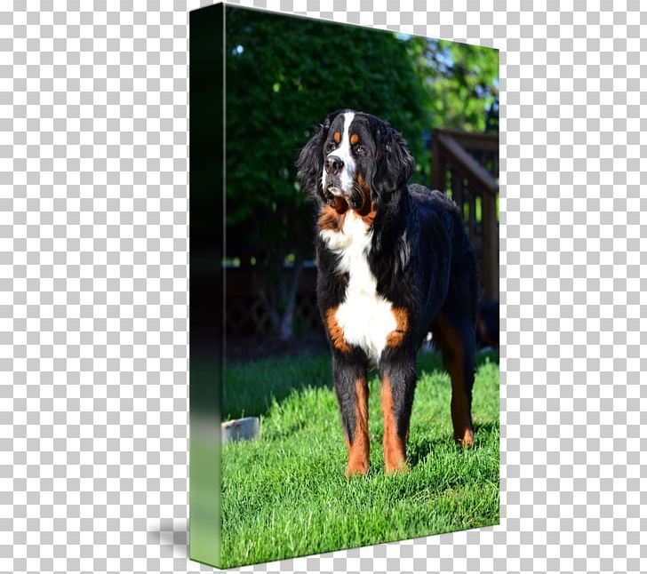 Bernese Mountain Dog Greater Swiss Mountain Dog Dog Breed Entlebucher Mountain Dog PNG, Clipart, Bernese Mountain Dog, Breed, Dog, Dog Breed, Dog Like Mammal Free PNG Download