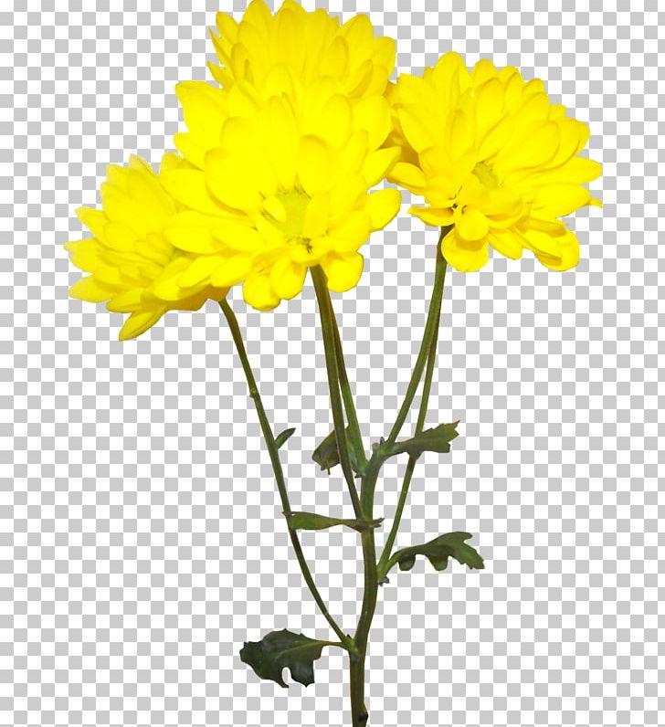 Chrysanthemum Yellow Flower Euclidean PNG, Clipart, Black And White, Chrysanthemum, Chrysanths, Cut Flowers, Daisy Family Free PNG Download