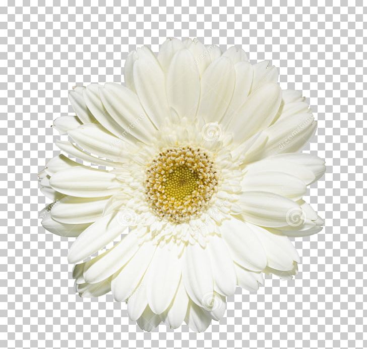 Common Daisy Transvaal Daisy Chrysanthemum Oxeye Daisy Cut Flowers PNG, Clipart, Asterales, Chrysanthemum, Chrysanths, Common Daisy, Cut Flowers Free PNG Download