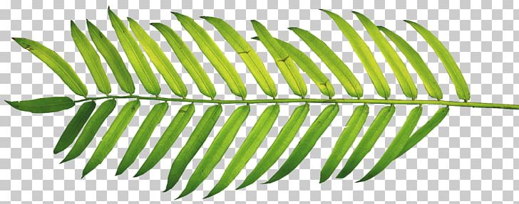 Palm Branch Palm Trees Palm-leaf Manuscript PNG, Clipart, Asian Palmyra Palm, Easter, Frond, Holy Week, Leaf Free PNG Download