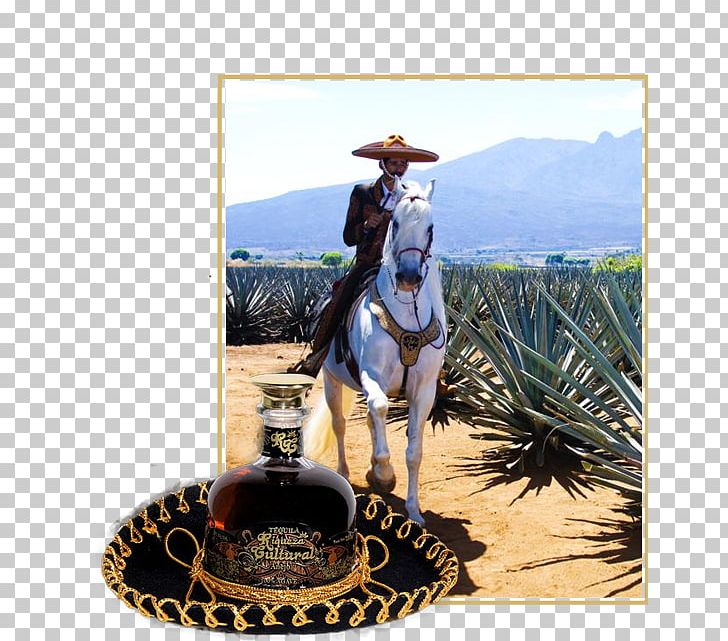 Tequila Guadalajara Agave Azul Puerto Vallarta Mezcal PNG, Clipart, Agave, Agave Azul, Agave Nectar, Bridle, Charro Free PNG Download