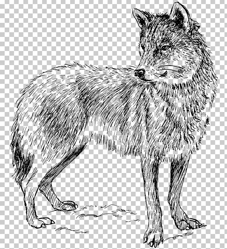 Arctic Wolf Coyote PNG, Clipart, Angry Wolf Face, Animal, Animals, Black And White, Black Wolf Free PNG Download