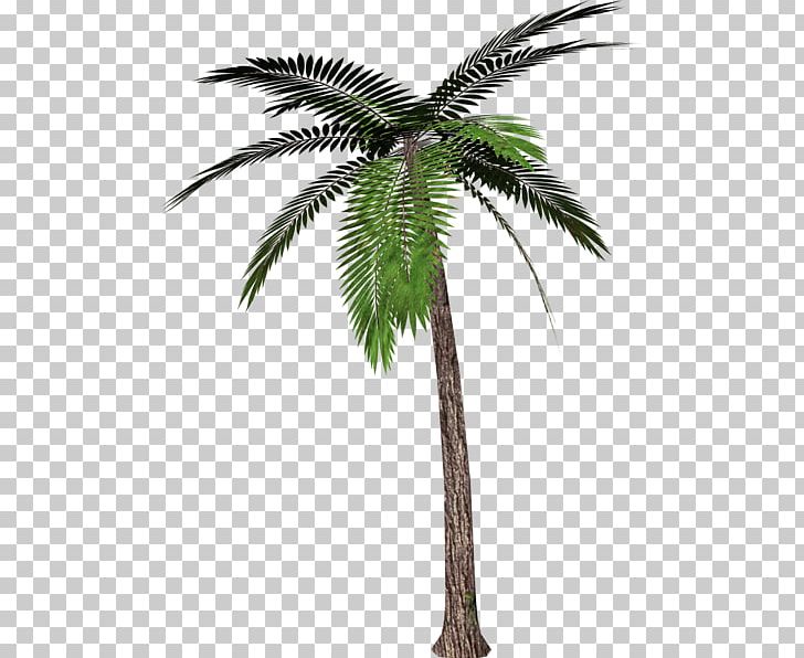 Arecaceae Tree PNG, Clipart, Arecaceae, Arecales, Attalea Speciosa, Borassus Flabellifer, Coconut Free PNG Download