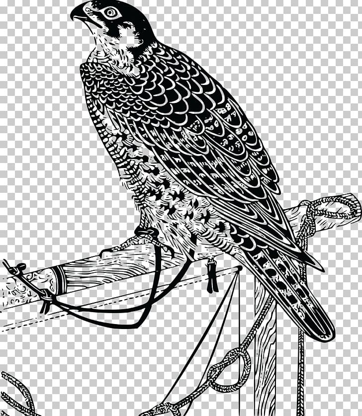 Bird Falcon Drawing PNG, Clipart, Animals, Art, Beak, Bird, Bird Of Prey Free PNG Download