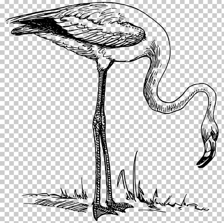 Flamingo PNG, Clipart, Animals, Art, Beak, Bird, Black And White Free PNG Download