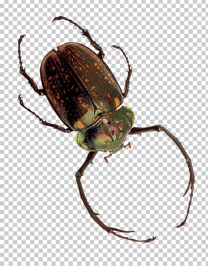 Insect Dung Beetle PNG, Clipart, Arthropod, Beetle, Bite, Bug, Chart Free PNG Download