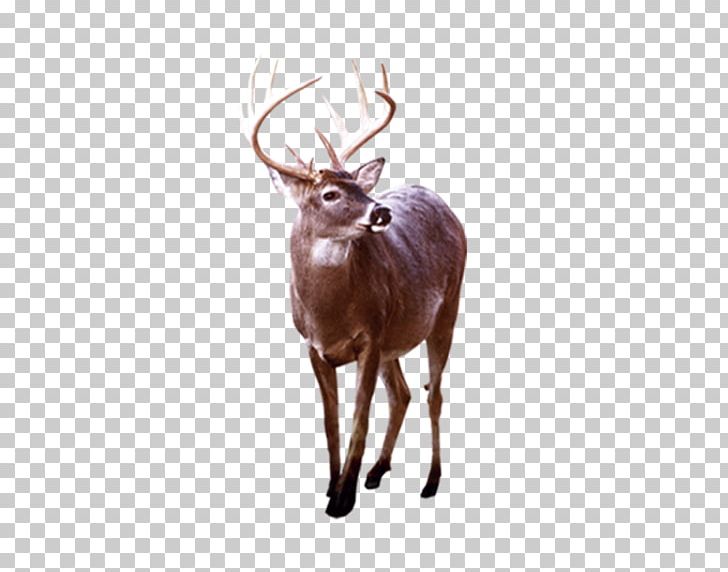 Reindeer Elk White-tailed Deer Antler PNG, Clipart, Angle, Animal, Antler, Balloon Cartoon, Boy Cartoon Free PNG Download