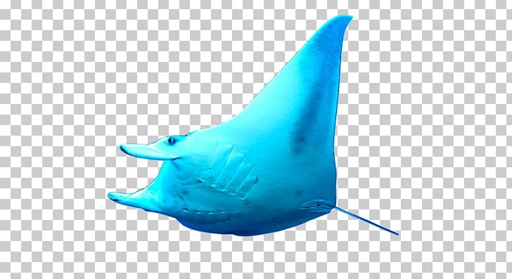 Batoidea Shark Ratingen Porpoise Manta Ray PNG, Clipart, Animals, Aqua, Batoidea, Biology, Cartilaginous Fish Free PNG Download