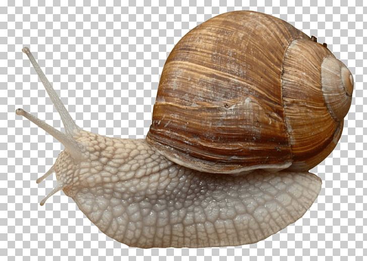 Burgundy Snail Gastropods Portable Network Graphics Slug PNG, Clipart, Achatina Achatina, Animal, Animals, Burgundy Snail, Cockle Free PNG Download
