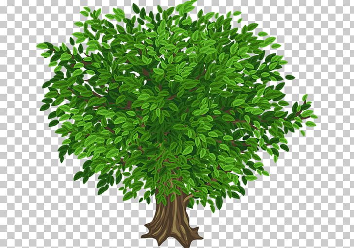 Portable Network Graphics Graphics Tree PNG, Clipart, Branch, Digital Image, Drawing, Encapsulated Postscript, Evergreen Free PNG Download