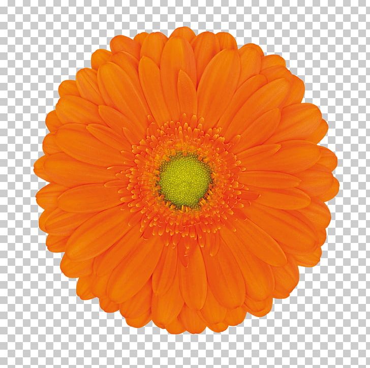 Transvaal Daisy Cut Flowers Orange Color PNG, Clipart, Birthday, Black, Blue, Calendula, Color Free PNG Download