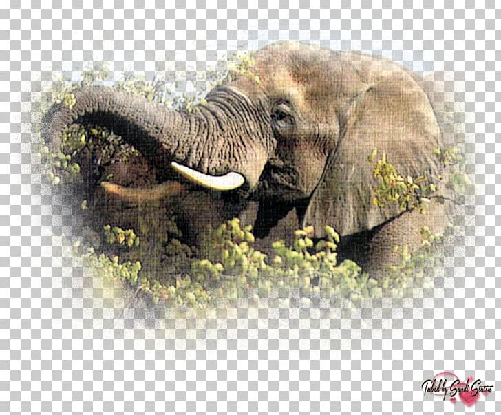 Asian Elephant Eating Maasai Mara Tiger PNG, Clipart, African Elephant, African Forest Elephant, Animal, Animals, Asian Elephant Free PNG Download