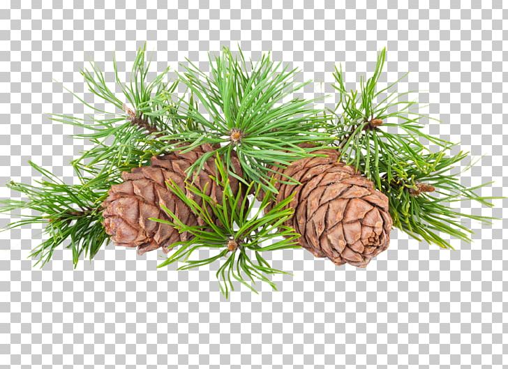 Pine Nut Conifer Cone Shelf Life PNG, Clipart, Branch, Cedar, Christmas Ornament, Conifer, Conifer Cone Free PNG Download