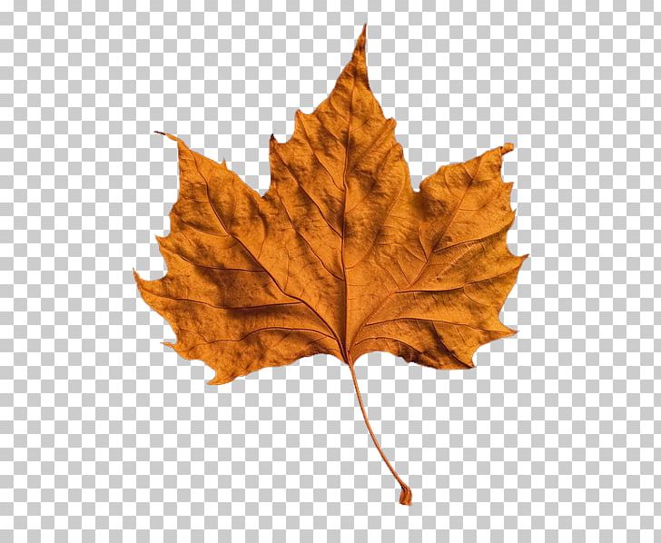 Autumn Leaf Color Autumn Leaf Color PNG, Clipart, Autumn, Autumn Leaf Color, Autumn Leaves, Blog, Information Free PNG Download