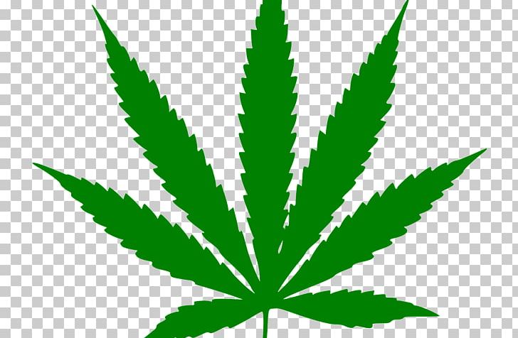 Cannabis Ruderalis Cannabis Sativa Leaf Hemp PNG, Clipart, Cannabis, Cannabis Ruderalis, Cannabis Sativa, Cannabis Smoking, Grass Free PNG Download