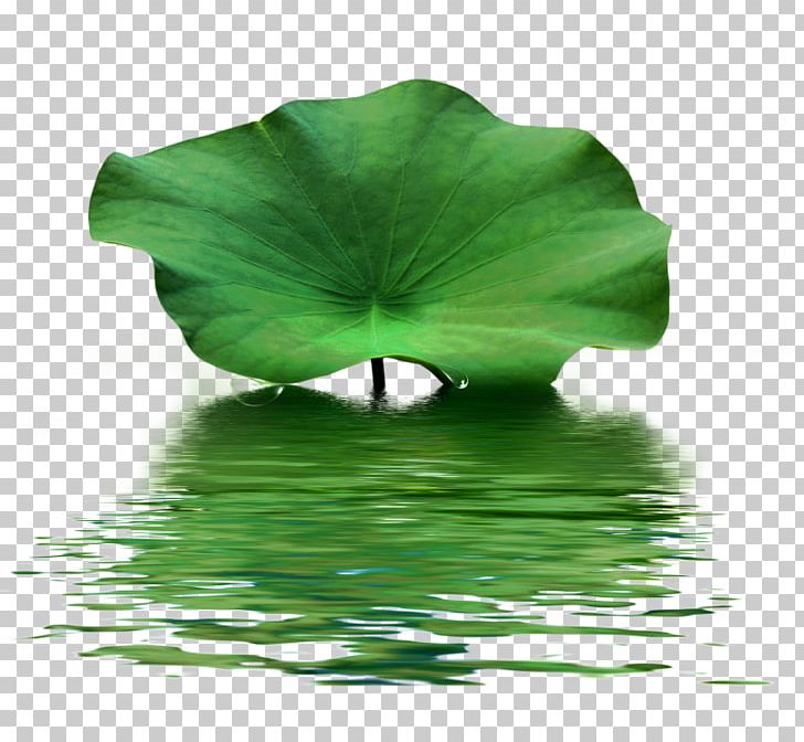 Nelumbo Nucifera Lotus Effect Creative Watercolor Leaf PNG, Clipart, Creative, Creative Watercolor, Frying Pan, Green, Leaf Free PNG Download