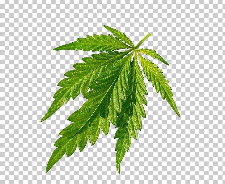 Cannabis Sativa Joint Leaf PNG, Clipart, Autumn Leaves, Cannabis, Cannabis Leaves, Cannabis Sativa, Closeup Free PNG Download