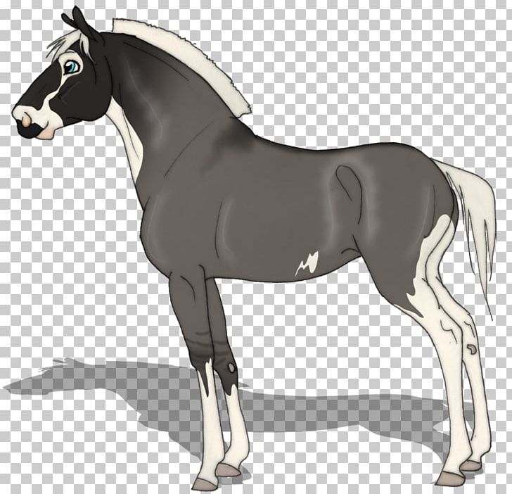 Foal Mane Stallion Mare Mustang PNG, Clipart, Bridle, Chaps, Colt, English Riding, Equestrian Free PNG Download