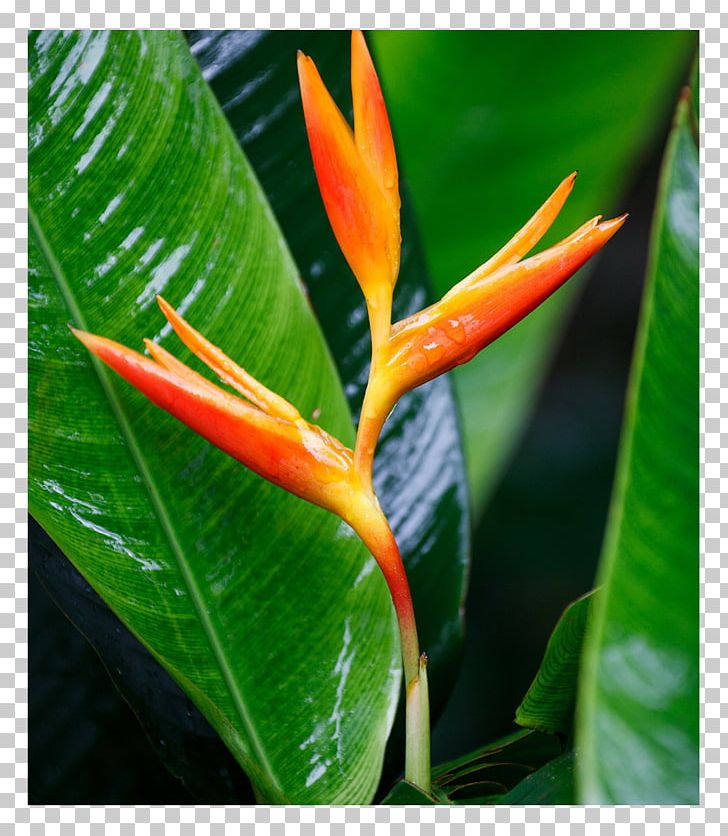 Heliconia Psittacorum Red Flower Heliconia Bihai PNG, Clipart, Bloom, Canna Family, Flora, Flower, Garden Roses Free PNG Download