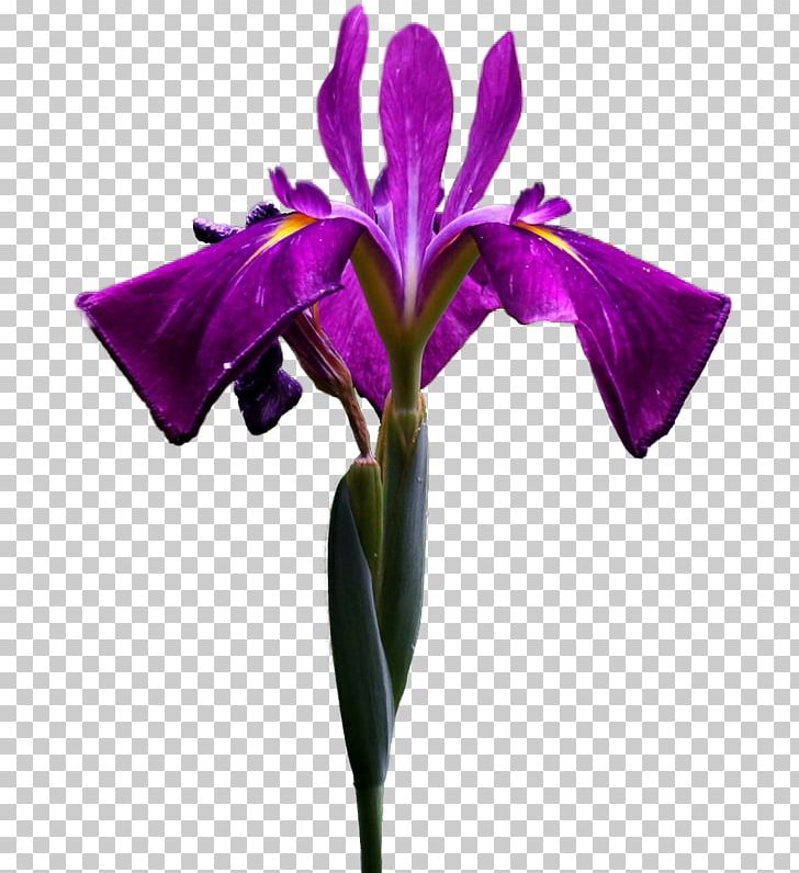 Irises Flower Чёрные глаза О PNG, Clipart, Cattleya, Cut Flowers, Flower, Flowering Plant, Garden Roses Free PNG Download