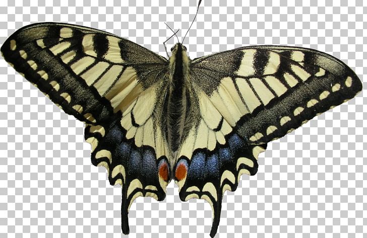 Monarch Butterfly Papilio Machaon Insect Moth PNG, Clipart, Arthropod, Brush Footed Butterfly, Butter, Butterfly, Caterpillar Free PNG Download