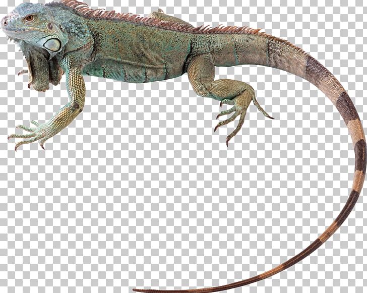 Green Iguana Lizard Reptile Chameleons Chuckwalla PNG, Clipart, Agamidae, Animal Figure, Animals, Bearded Dragons, Chameleon Free PNG Download