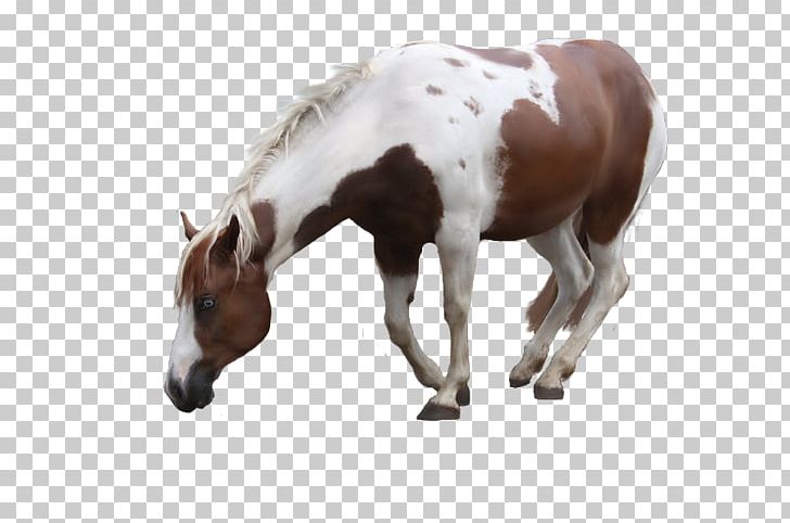 Mare American Paint Horse Foal Mustang Stallion PNG, Clipart, American Paint Horse, Colt, Cutting, Foal, Grazing Free PNG Download