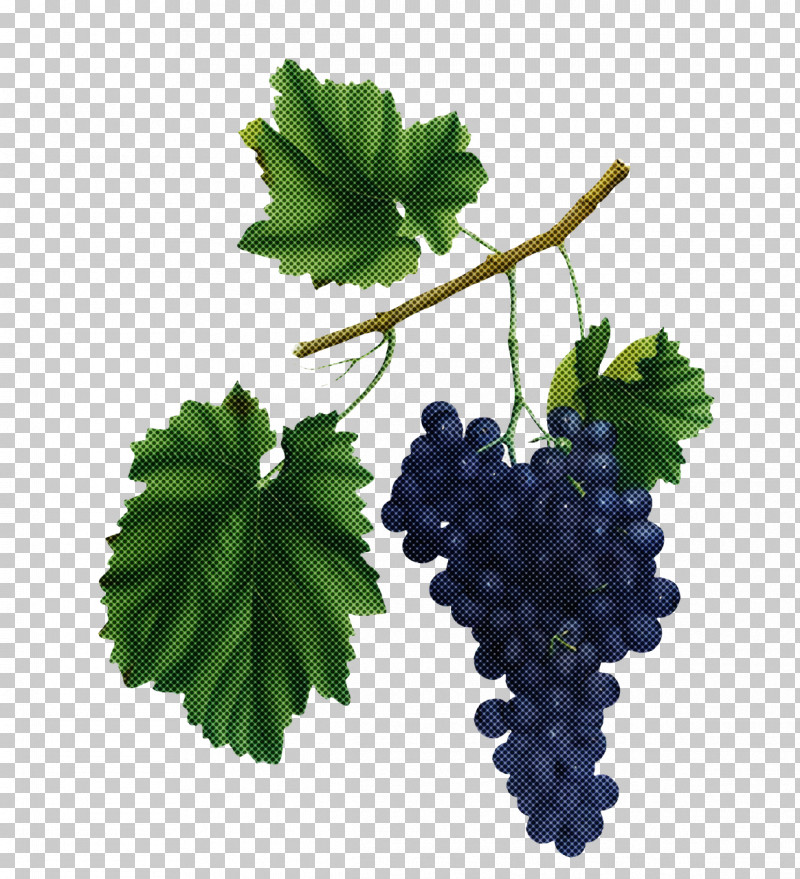 Grape Grape Leaves Grapevines Common Grape Vine Leaf PNG, Clipart, Biology, Common Grape Vine, Fruit, Grape, Grape Leaves Free PNG Download