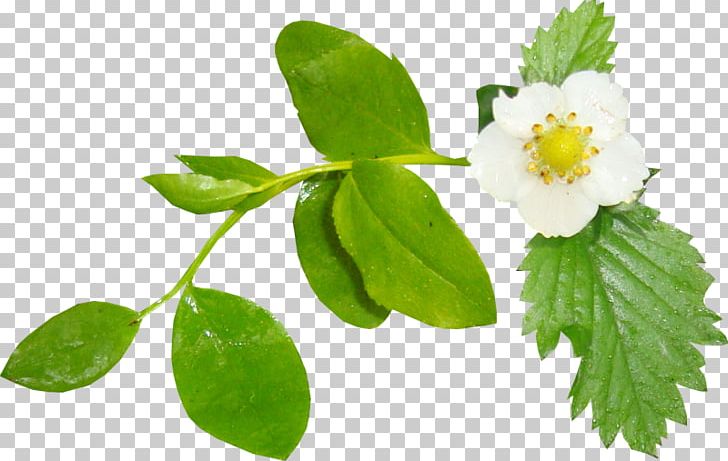 Cut Flowers Lavender PNG, Clipart, Bmp File Format, Branch, Cut Flowers, Floral Design, Flower Free PNG Download