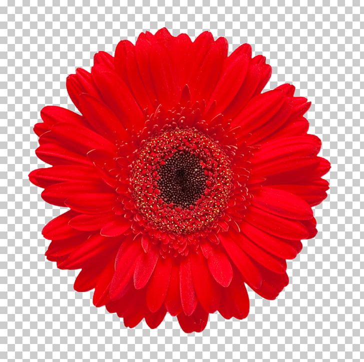 Gerbera Jamesonii Red Flower Stock Photography Daisy Family PNG, Clipart, Abstract, Abstract Flowers, Art, Background, Chrysanths Free PNG Download