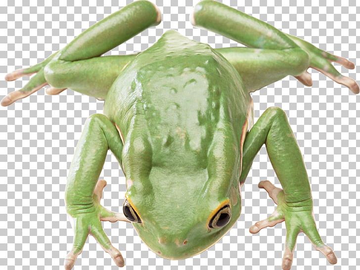 Salamander Frog Animal Reptile Poikilotherm PNG, Clipart, Amphibian, Animal, Animals, Australian Green Tree Frog, Edible Frog Free PNG Download