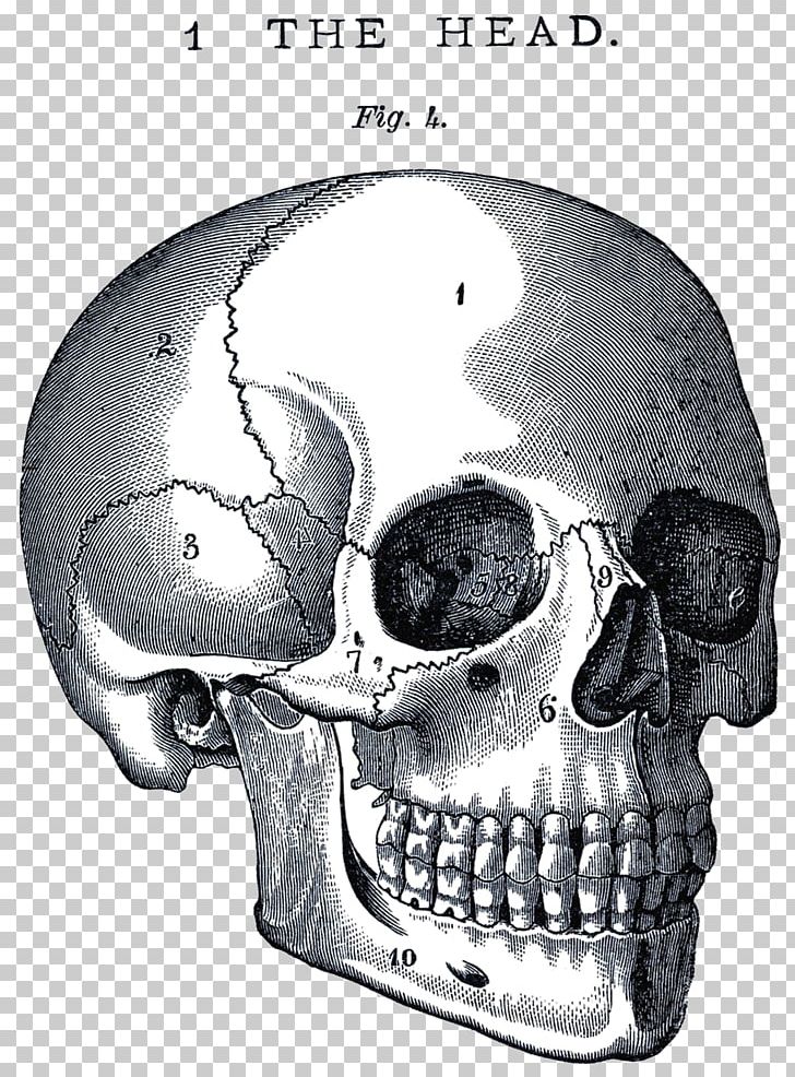 Skull Anatomy Neurocranium Human Body PNG, Clipart, Anatomy, Atlas, Black And White, Bone, Cat Anatomy Free PNG Download
