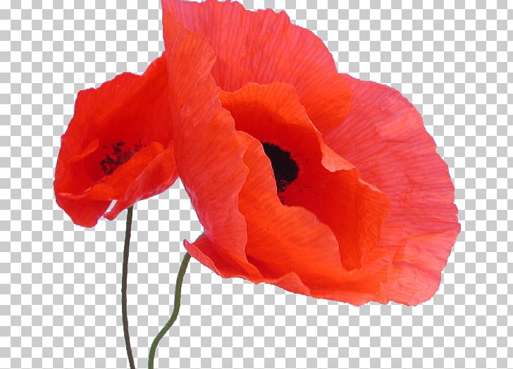 Common Poppy Plant Seed Flower PNG, Clipart, Bulb, Coconut, Common Poppy, Coquelicot, Creative Commons Free PNG Download