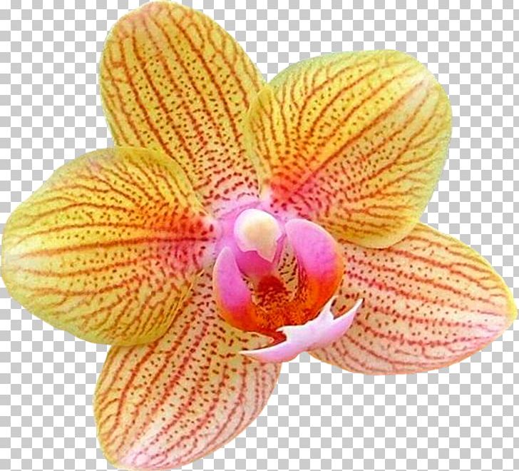 Moth Orchids Flower Diary PNG, Clipart, Alejate, Autumn Leaves, Blog, Clip Art, Diary Free PNG Download