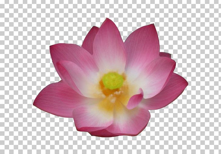 Nelumbo Nucifera Pink M Herbaceous Plant Lotus-m PNG, Clipart, Android, App, Aquatic Plant, Flower, Flowering Plant Free PNG Download