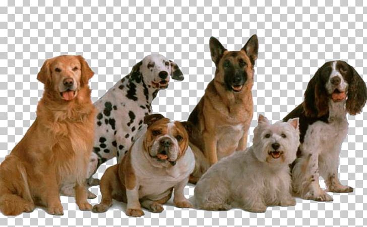 Dog Genetics Genetic Diversity Biodiversity Pet PNG, Clipart, Animal, Animals, Biodiversity, Carnivoran, Companion Dog Free PNG Download