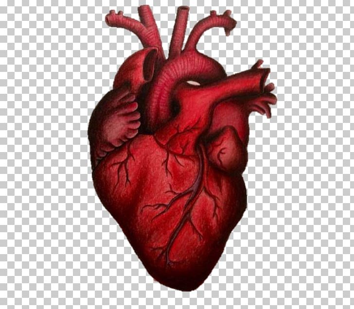 Drawing Art PNG, Clipart, Anatomy, Art, Drawing, Greeting Note Cards, Heart Free PNG Download
