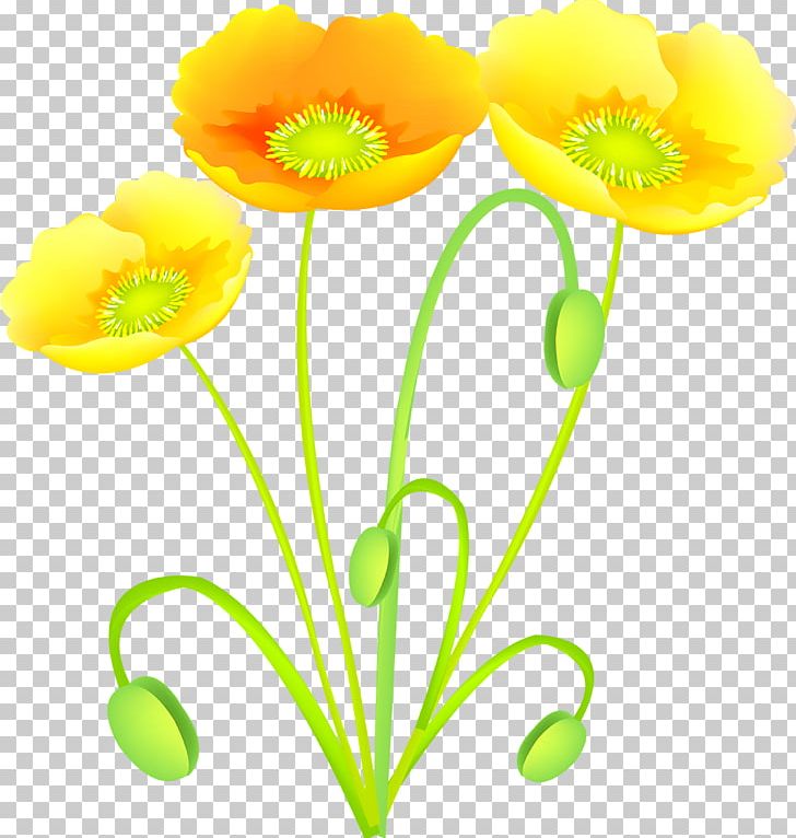 Flower Common Poppy Portable Network Graphics Poppies PNG, Clipart, Cicek, Cicek Resimleri, Common Poppy, Cut Flowers, Flower Free PNG Download