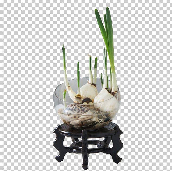 Narcissus Tazetta Narcissus Pseudonarcissus U7403u6839u82b1u5349 Plant Hydroponics PNG, Clipart, Air, Amaryllidaceae, Bonsai, Bulb, Daffodil Free PNG Download