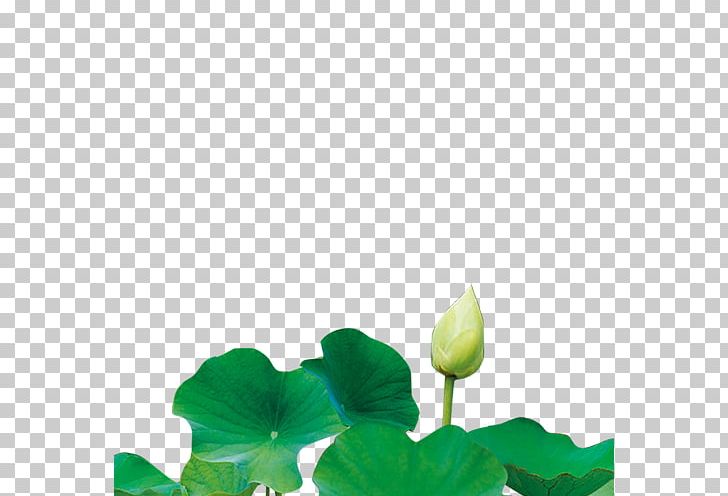 Nelumbo Nucifera U516bu5b57 Chinese Fortune Telling Poster PNG, Clipart, Annual Plant, Aquatic Plant, Chinese Fortune Telling, Creative, Creative Flower Free PNG Download