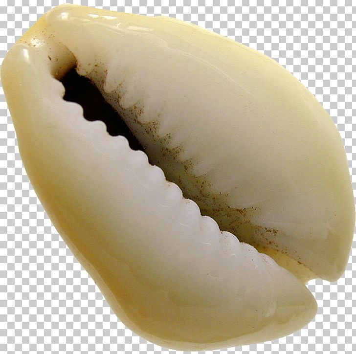 Seashell Cowry Monetaria Moneta Cypraea Cypraeidae PNG, Clipart, Animals, Coin, Cowry, Currency, Cypraea Free PNG Download