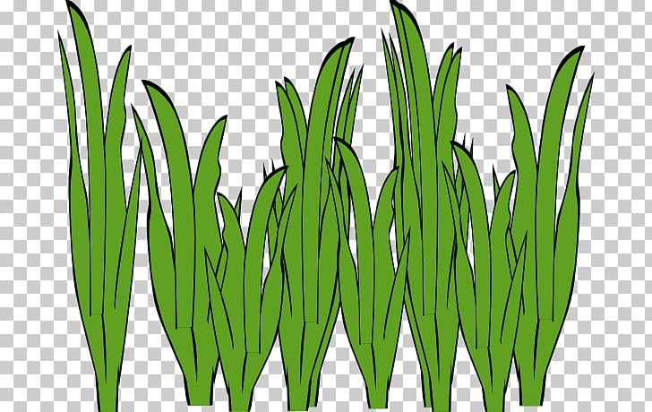 Seaweed Algae Ocean PNG, Clipart, Algae, Aquatic Plant, Cartoon, Clip Art, Color Free PNG Download