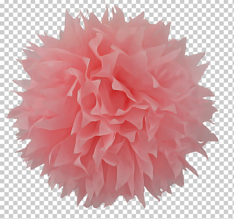 Pink Pom-pom Petal Plant Cheerleading PNG, Clipart, Cheerleading, Flower, Petal, Pink, Pink Family Free PNG Download